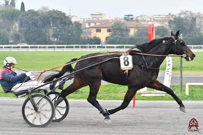 I Favoriti di Trotto al Cesare Meli di martedì 21 Gennaio 2025 (h 13,40).